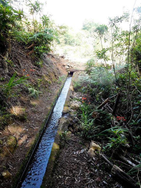 13 August 2017 Levada discoveries around Santana and a detour to Ponta do Clerigo — From Cortado to the Madre of the Levada do Cortado and back to the crossing with the ER-213 — photo 17