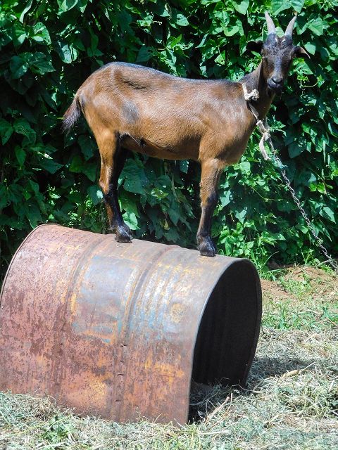 13 August 2017 Levada discoveries around Santana and a detour to Ponta do Clerigo — On the western branch of the Levada do Cantinho to the junction with the eastern branch (pipe) — photo 1
