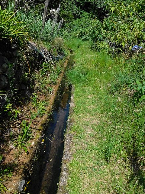 Levada do Cantinho — Der westliche Ast in Tal der Ribeira dos Pregos — Foto 7