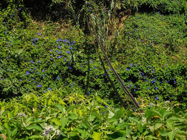 Levada do Cantinho — Der östliche Ast im Tal der Ribeira de Santo Antonio — Foto 9