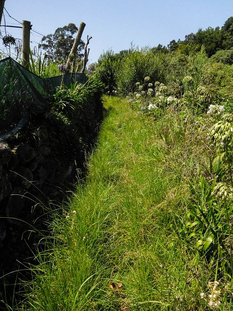 13 August 2017 Levada discoveries around Santana and a detour to Ponta do Clerigo — On the western branch of the Levada do Cantinho to the junction with the eastern branch (pipe) — photo 8