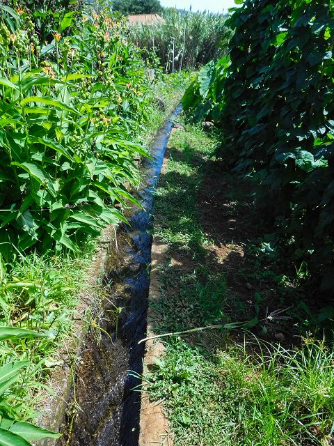 13 August 2017 Levada discoveries around Santana and a detour to Ponta do Clerigo — On the Estrada de Santo Antonio and along the Levada de Santo Antonio — photo 5