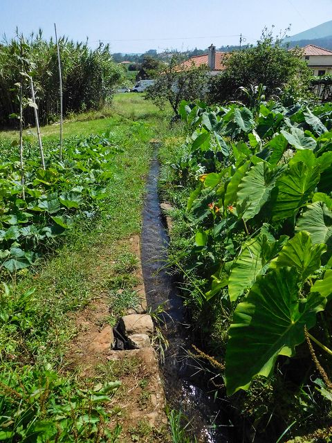 13 August 2017 Levada discoveries around Santana and a detour to Ponta do Clerigo — On the Estrada de Santo Antonio and along the Levada de Santo Antonio — photo 6