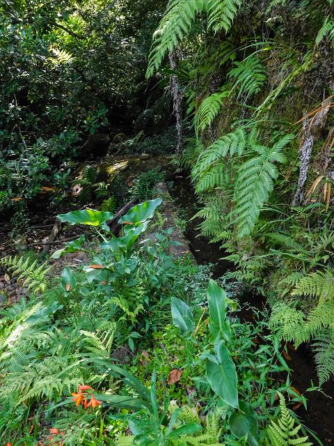 13 August 2017 Levada discoveries around Santana and a detour to Ponta do Clerigo — Levada de Lamaceiros — photo 2