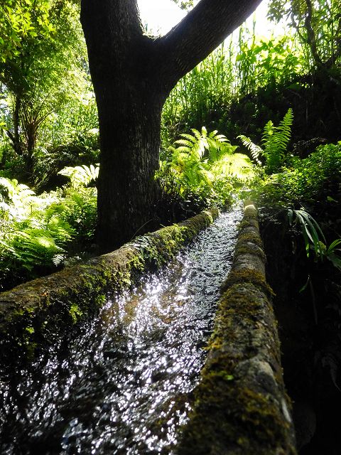 13 August 2017 Levada discoveries around Santana and a detour to Ponta do Clerigo — Levada de Lamaceiros — photo 3