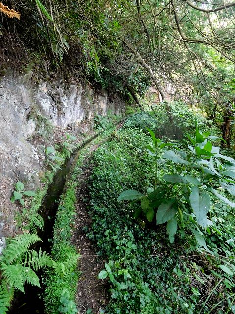 13 August 2017 Levada discoveries around Santana and a detour to Ponta do Clerigo — From Cortado to the Madre of the Levada do Cortado and back to the crossing with the ER-213 — photo 21
