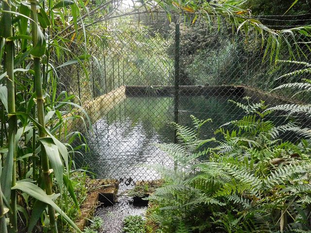 Levada do Cortado — Madre und erste 100 Meter — Foto 3