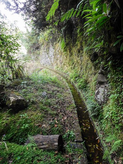 13 August 2017 Levada discoveries around Santana and a detour to Ponta do Clerigo — From Cortado to the Madre of the Levada do Cortado and back to the crossing with the ER-213 — photo 29