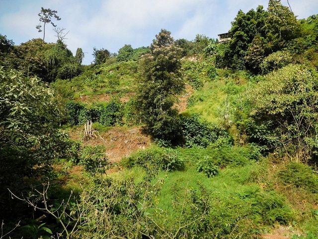 13 August 2017 Levada discoveries around Santana and a detour to Ponta do Clerigo — From Cortado to the Madre of the Levada do Cortado and back to the crossing with the ER-213 — photo 31