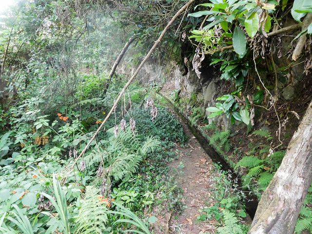 13 August 2017 Levada discoveries around Santana and a detour to Ponta do Clerigo — From Cortado to the Madre of the Levada do Cortado and back to the crossing with the ER-213 — photo 32