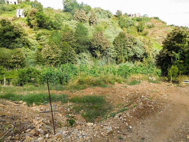 13 August 2017 Levada discoveries around Santana and a detour to Ponta do Clerigo — From Cortado to the Madre of the Levada do Cortado and back to the crossing with the ER-213 — photo 35
