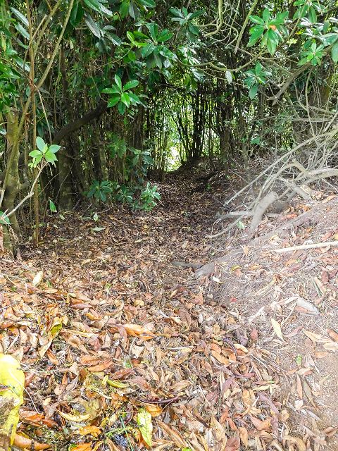 Levada do Cortado — Verrohrter Abschnitt und Umgehung — Foto 2