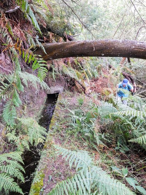 Levada do Cortado — Verrohrter Abschnitt und Umgehung — Foto 4