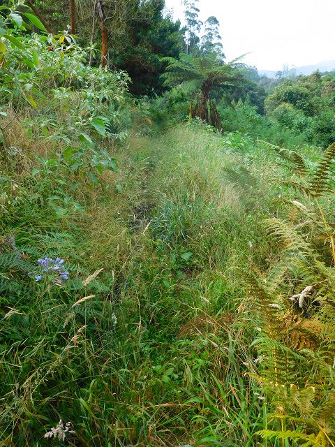 13 August 2017 Levada discoveries around Santana and a detour to Ponta do Clerigo — From Cortado to the Madre of the Levada do Cortado and back to the crossing with the ER-213 — photo 4
