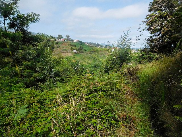 13 August 2017 Levada discoveries around Santana and a detour to Ponta do Clerigo — From Cortado to the Madre of the Levada do Cortado and back to the crossing with the ER-213 — photo 41