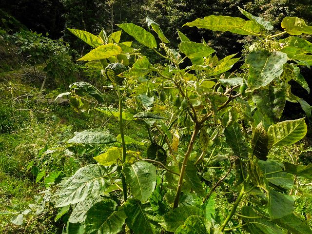 13 August 2017 Levada discoveries around Santana and a detour to Ponta do Clerigo — From Cortado to the Madre of the Levada do Cortado and back to the crossing with the ER-213 — photo 42