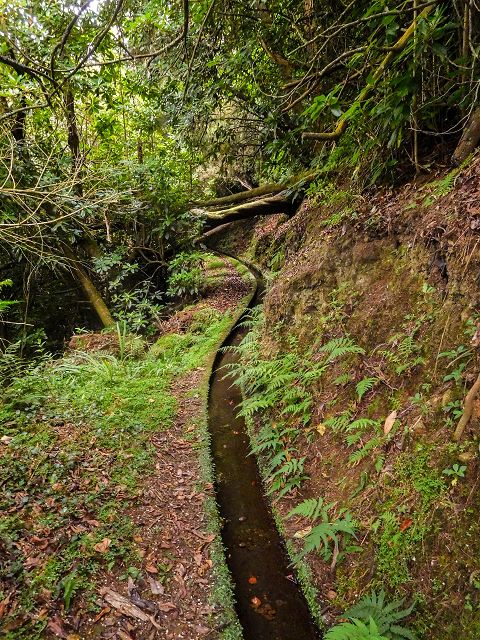 13 August 2017 Levada discoveries around Santana and a detour to Ponta do Clerigo — From Cortado to the Madre of the Levada do Cortado and back to the crossing with the ER-213 — photo 44