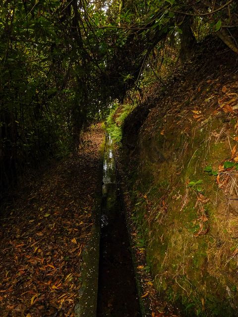 13 August 2017 Levada discoveries around Santana and a detour to Ponta do Clerigo — From Cortado to the Madre of the Levada do Cortado and back to the crossing with the ER-213 — photo 45