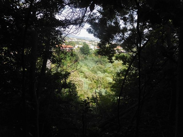 13 August 2017 Levada discoveries around Santana and a detour to Ponta do Clerigo — From Cortado to the Madre of the Levada do Cortado and back to the crossing with the ER-213 — photo 46