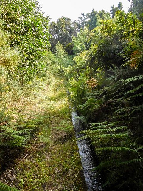13 August 2017 Levada discoveries around Santana and a detour to Ponta do Clerigo — From Cortado to the Madre of the Levada do Cortado and back to the crossing with the ER-213 — photo 47