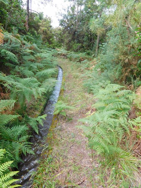 13 August 2017 Levada discoveries around Santana and a detour to Ponta do Clerigo — From Cortado to the Madre of the Levada do Cortado and back to the crossing with the ER-213 — photo 6