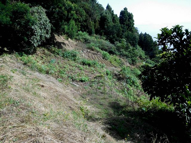 13 August 2017 Levada discoveries around Santana and a detour to Ponta do Clerigo — On the eastern side branch of the Levada do Cortado — photo 14