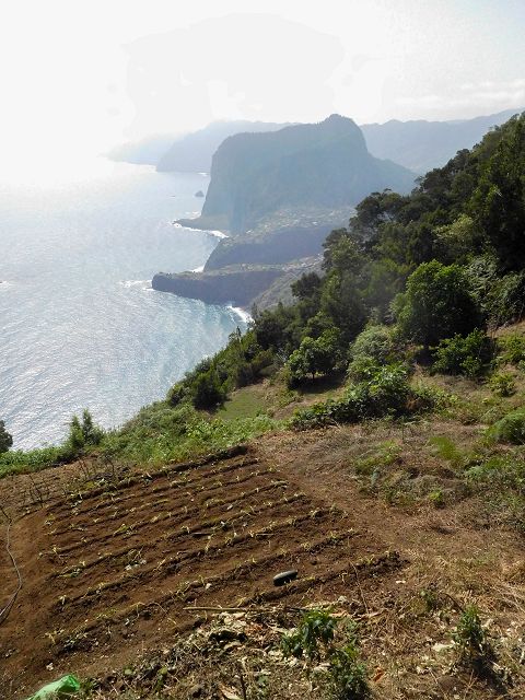 13 August 2017 Levada discoveries around Santana and a detour to Ponta do Clerigo — On the eastern side branch of the Levada do Cortado — photo 15