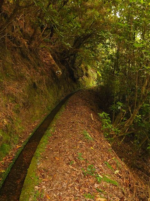 13 August 2017 Levada discoveries around Santana and a detour to Ponta do Clerigo — From Cortado to the Madre of the Levada do Cortado and back to the crossing with the ER-213 — photo 8