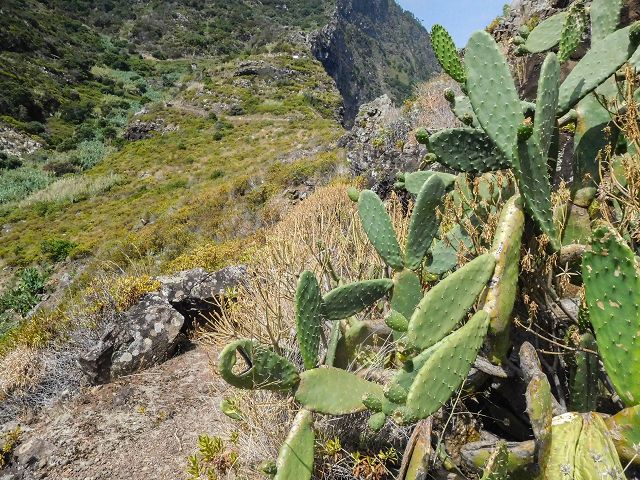 13 August 2017 Levada discoveries around Santana and a detour to Ponta do Clerigo — Descent and ascent to Ponta do Clerigo — photo 18