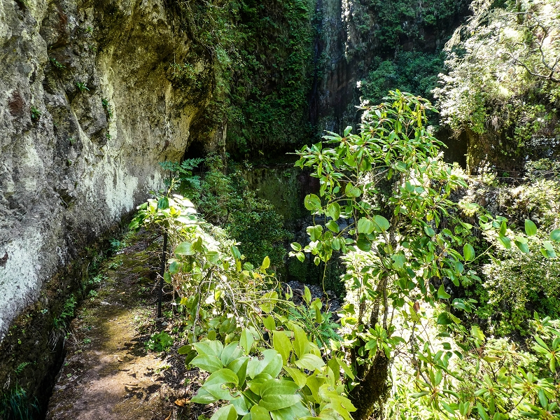 14.05.2019 Wieder einmal in einem meiner Lieblingsgebiete unterwegs: Faja da Nogueira — Bis zum Pico da Nogueira — Foto 11