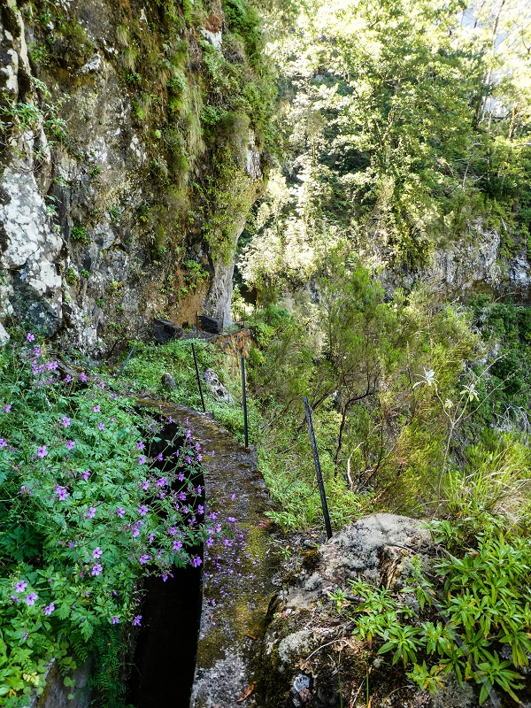 14.05.2019 Wieder einmal in einem meiner Lieblingsgebiete unterwegs: Faja da Nogueira — Bis zum Pico da Nogueira — Foto 12