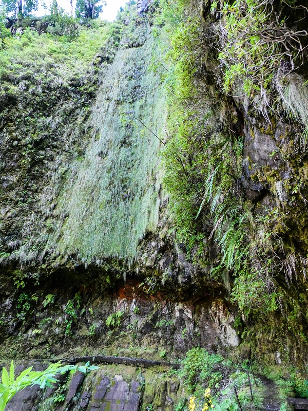 14.05.2019 Wieder einmal in einem meiner Lieblingsgebiete unterwegs: Faja da Nogueira — Bis zum Pico da Nogueira — Foto 20