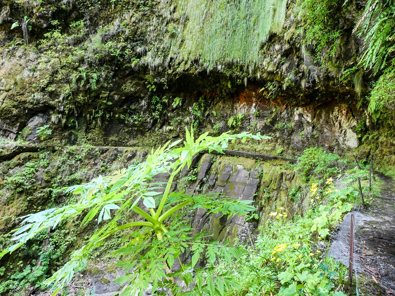 14.05.2019 Wieder einmal in einem meiner Lieblingsgebiete unterwegs: Faja da Nogueira — Bis zum Pico da Nogueira — Foto 22