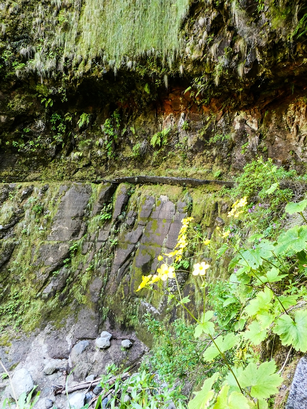 14.05.2019 Wieder einmal in einem meiner Lieblingsgebiete unterwegs: Faja da Nogueira — Bis zum Pico da Nogueira — Foto 23