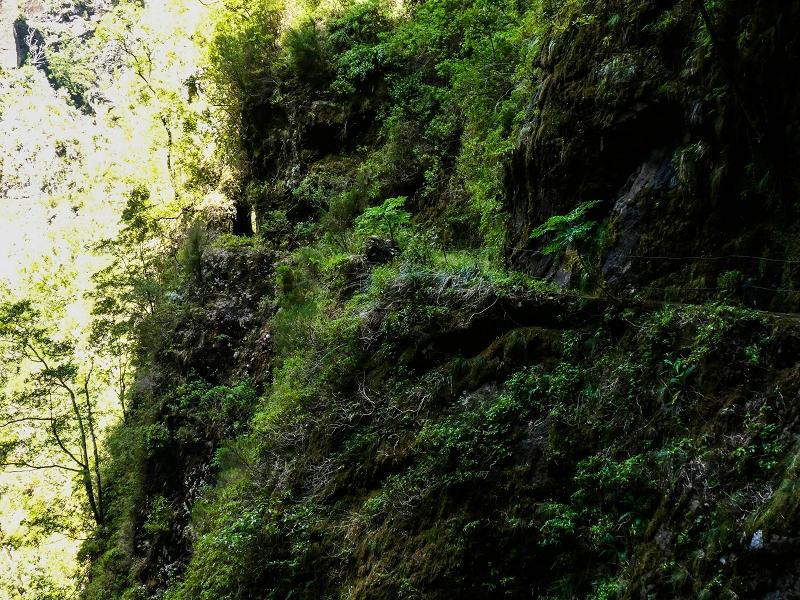 14.05.2019 Wieder einmal in einem meiner Lieblingsgebiete unterwegs: Faja da Nogueira — Bis zum Pico da Nogueira — Foto 26