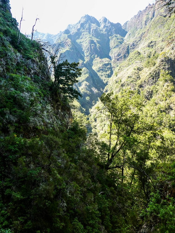 14.05.2019 Wieder einmal in einem meiner Lieblingsgebiete unterwegs: Faja da Nogueira — Bis zum Pico da Nogueira — Foto 28
