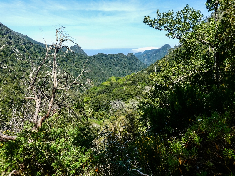 14.05.2019 Wieder einmal in einem meiner Lieblingsgebiete unterwegs: Faja da Nogueira — Bis zum Pico da Nogueira — Foto 32