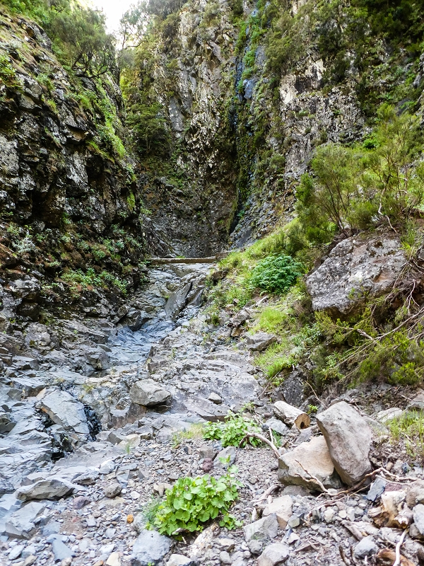 14.05.2019 Wieder einmal in einem meiner Lieblingsgebiete unterwegs: Faja da Nogueira — Auf der Levada Nova do Juncal zum Hinkelstein — Foto 16