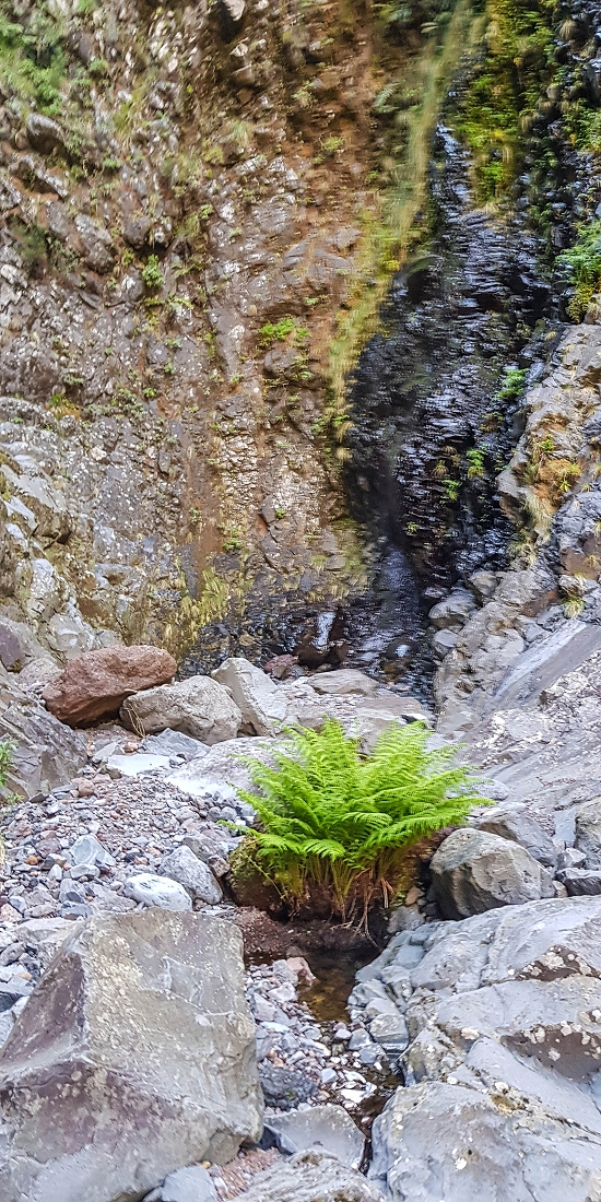 14.05.2019 Wieder einmal in einem meiner Lieblingsgebiete unterwegs: Faja da Nogueira — Zurück zur Madre in der Ribeira do Juncal — Foto 13