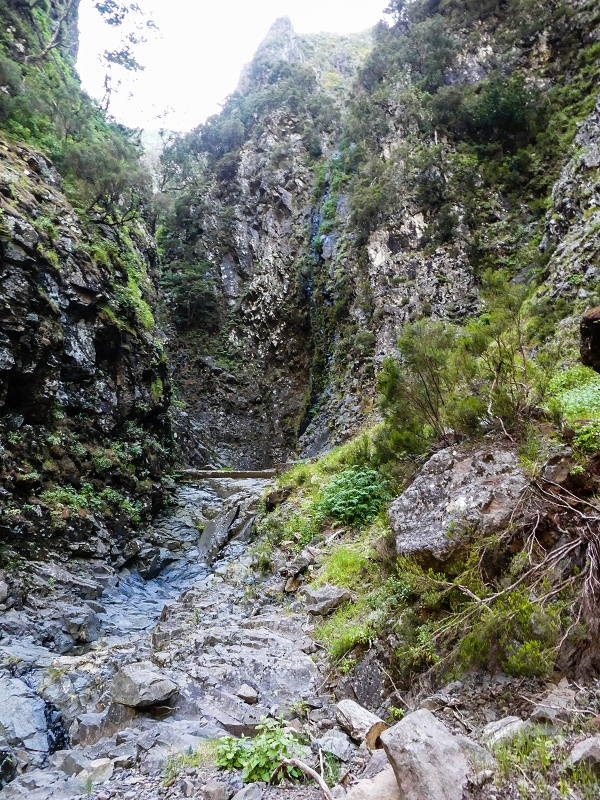 14.05.2019 Wieder einmal in einem meiner Lieblingsgebiete unterwegs: Faja da Nogueira — Zurück zur Madre in der Ribeira do Juncal — Foto 19