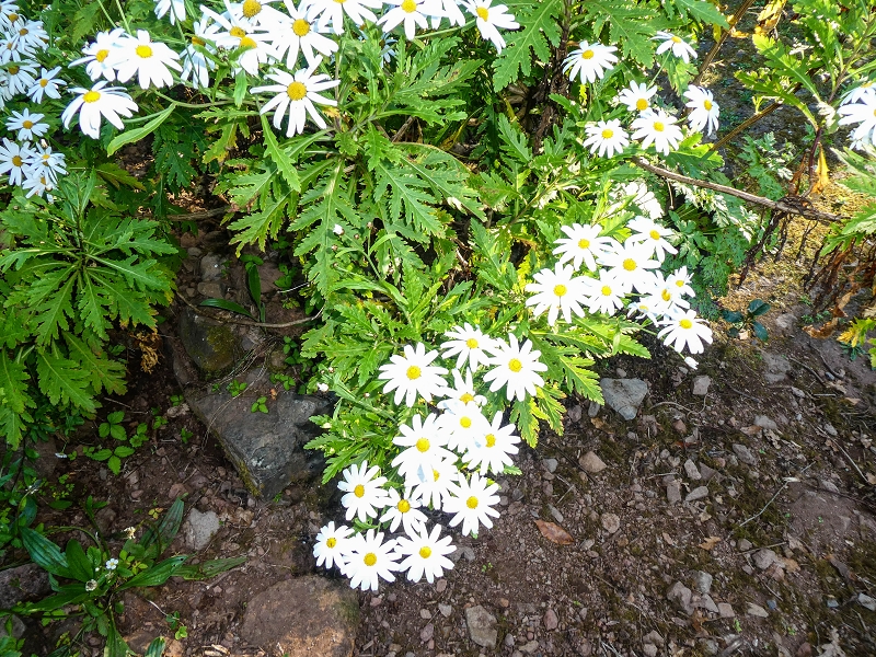 14.05.2019 Wieder einmal in einem meiner Lieblingsgebiete unterwegs: Faja da Nogueira — Zur Ladekammer und zum Miradouro — Foto 17