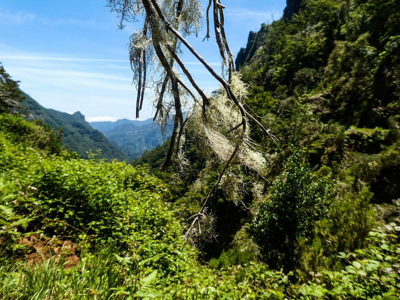 14.05.2019 Wieder einmal in einem meiner Lieblingsgebiete unterwegs: Faja da Nogueira — Zurück zum Levadahaus — Foto 1