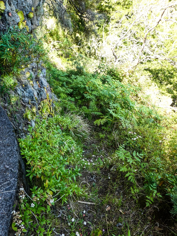 14.05.2019 Wieder einmal in einem meiner Lieblingsgebiete unterwegs: Faja da Nogueira — Der erste Teil bis zur Ribeira da Faja da Nogueira — Foto 22