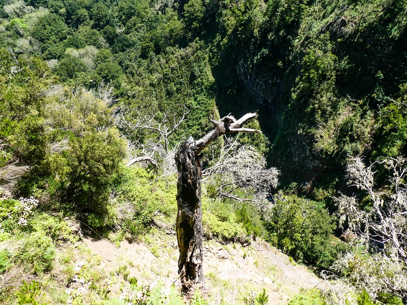 14.05.2019 Wieder einmal in einem meiner Lieblingsgebiete unterwegs: Faja da Nogueira — Der erste Teil bis zur Ribeira da Faja da Nogueira — Foto 44