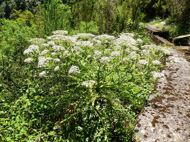 14.05.2019 Wieder einmal in einem meiner Lieblingsgebiete unterwegs: Faja da Nogueira — Der erste Teil bis zur Ribeira da Faja da Nogueira — Foto 48