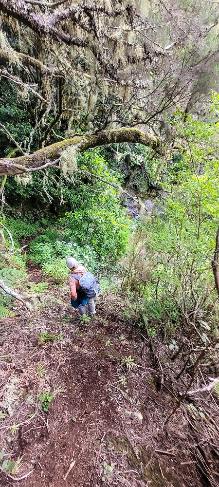 14.06.2024 Traumtour im Rabaçal abseits der Touristenströme — Über den Pico Fernandes zur Senhora und Abstieg zur Ribeira Grande — Foto 11