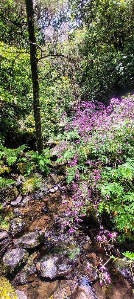 14.06.2024 Traumtour im Rabaçal abseits der Touristenströme — Weiter zum Beijo das Aguas — Foto 7