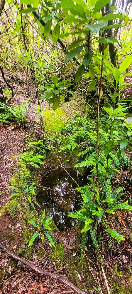 14.06.2024 Traumtour im Rabaçal abseits der Touristenströme — Rückweg zum Pico Fernandes — Foto 7