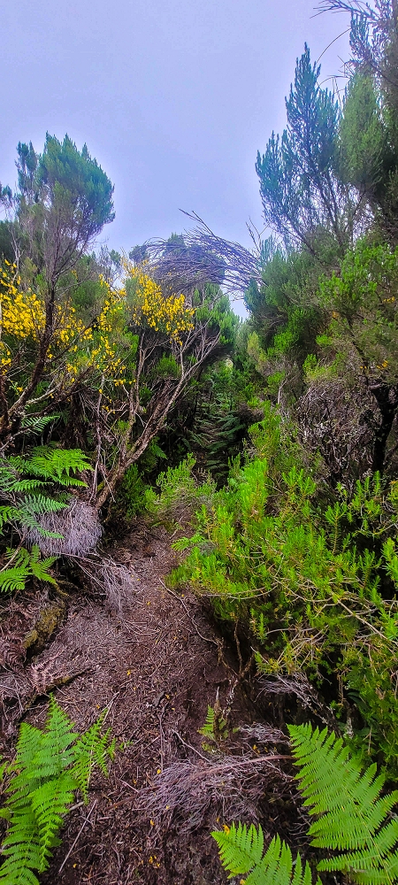 14.06.2024 Traumtour im Rabaçal abseits der Touristenströme — Rückweg zum Pico Fernandes — Foto 8