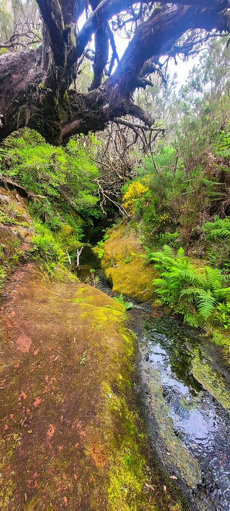 14.06.2024 Traumtour im Rabaçal abseits der Touristenströme — Idyllische Ribeira da Agua Negra — Foto 2